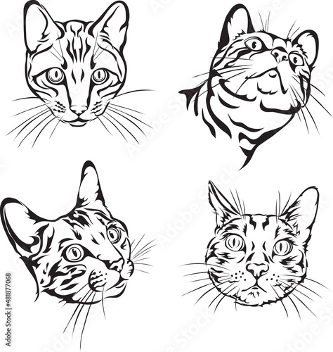 Fototapeta Naklejka Na Ścianę i Meble -  Cat, Bengal cat, portrait, 4 variants of the image, vector, illustration