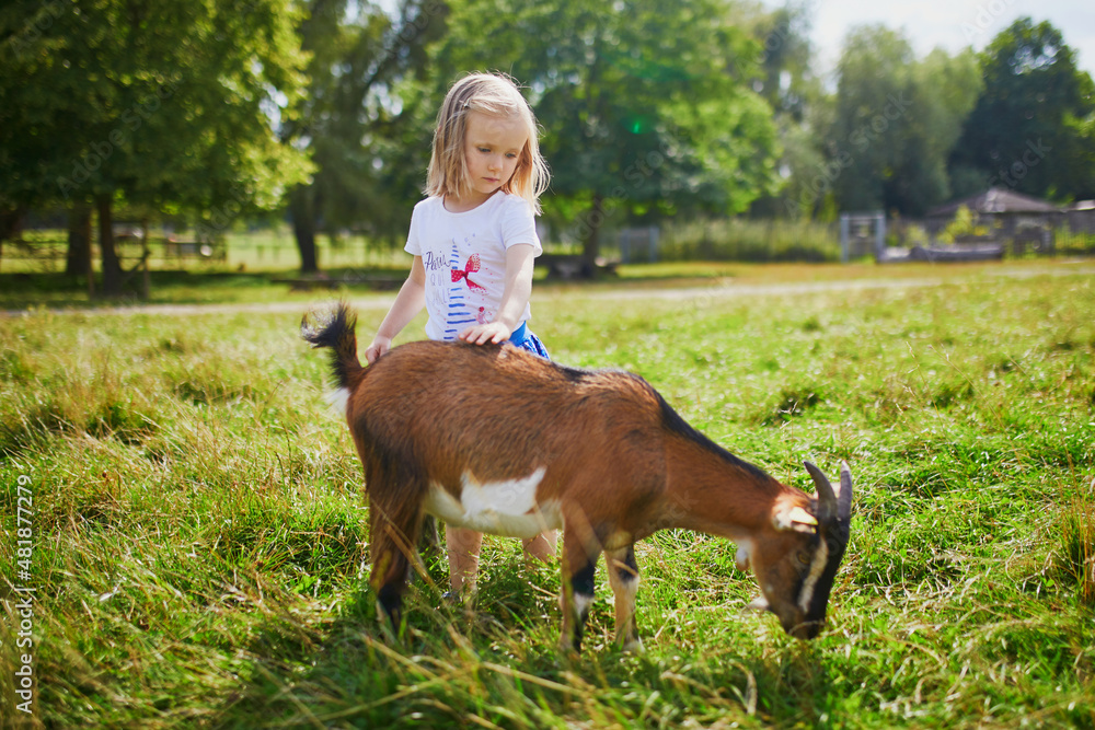 Girl playing with goats at farm. Child familiarizing herself with ...