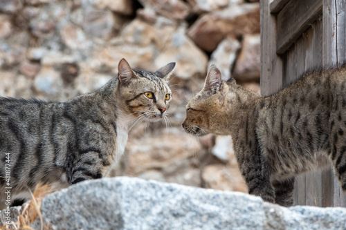 Two adult young tabby cats are looking each other outside