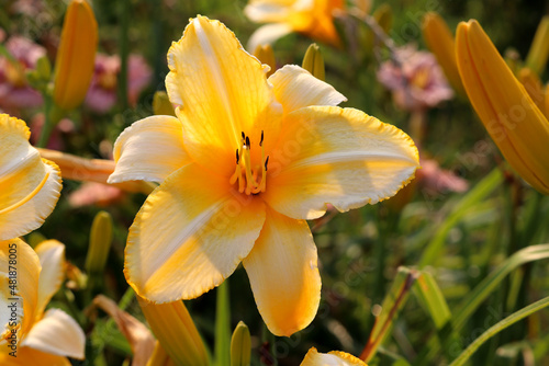 Elegant yellow and white daylily backlit by the evening sun.