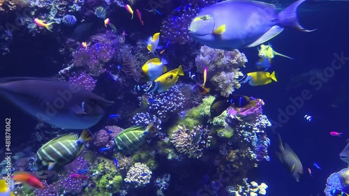 Colorful surgeonfish fishes of sea aquarium with coral reef. Foxface rabbitfish, Bluespine Unicornfish and Pyramid butterflyfish. Clownfish, Royal gramma, and Yellowfin Tang. Fishes of Red Sea. photo