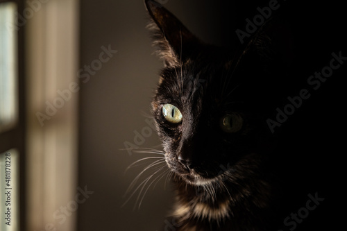 Uma gata Carey sentada ao lado de uma janela, com a metade da face iluminada e a outra metade no escuro. photo