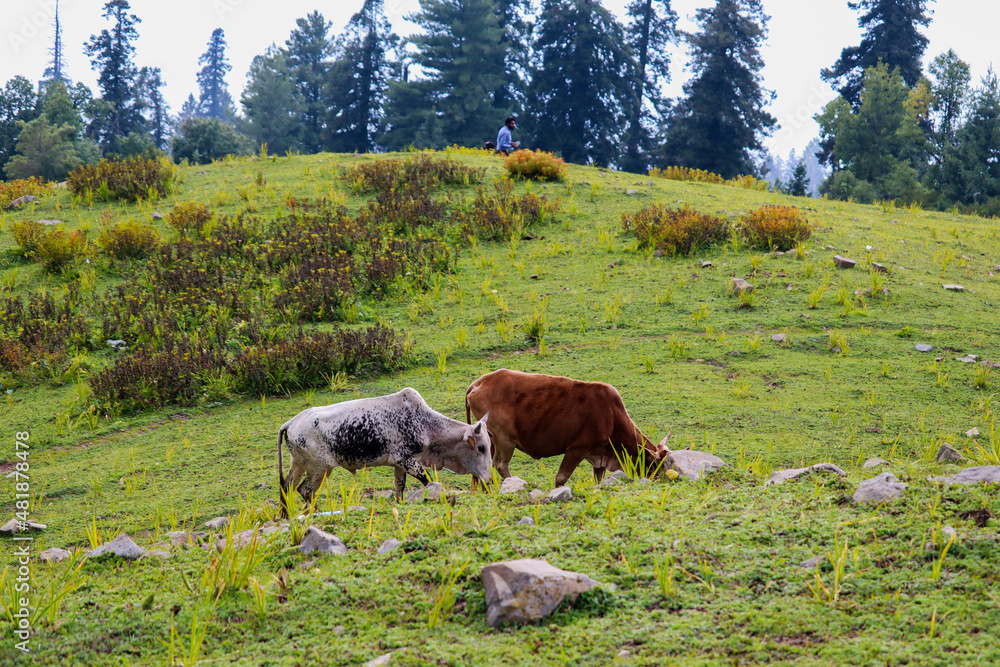 Fototapeta premium cows in a meadow