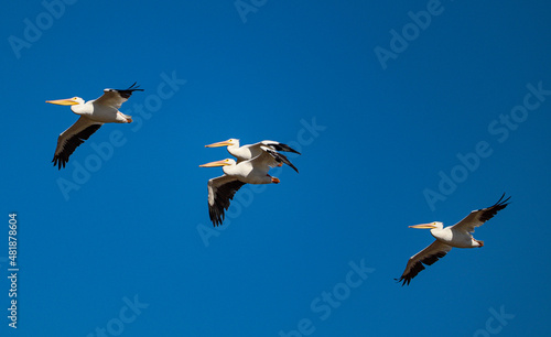 American White Pelicans winging their way across a azure blue sky.