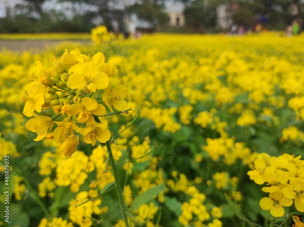 Fototapeta premium field of yellow flowers