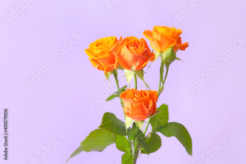 Beautiful orange roses on purple background