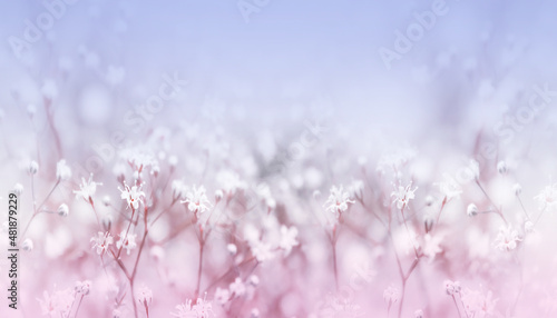 Small white flowers on soft blue and pink background outdoors close-up macro . Spring summer floral background.Copy cpace © PanArt
