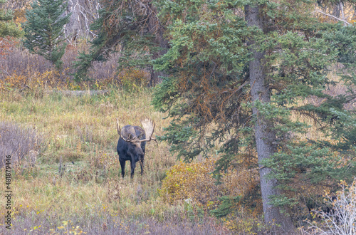 Bull Shiras Moose in Autumn in Wyoming © natureguy