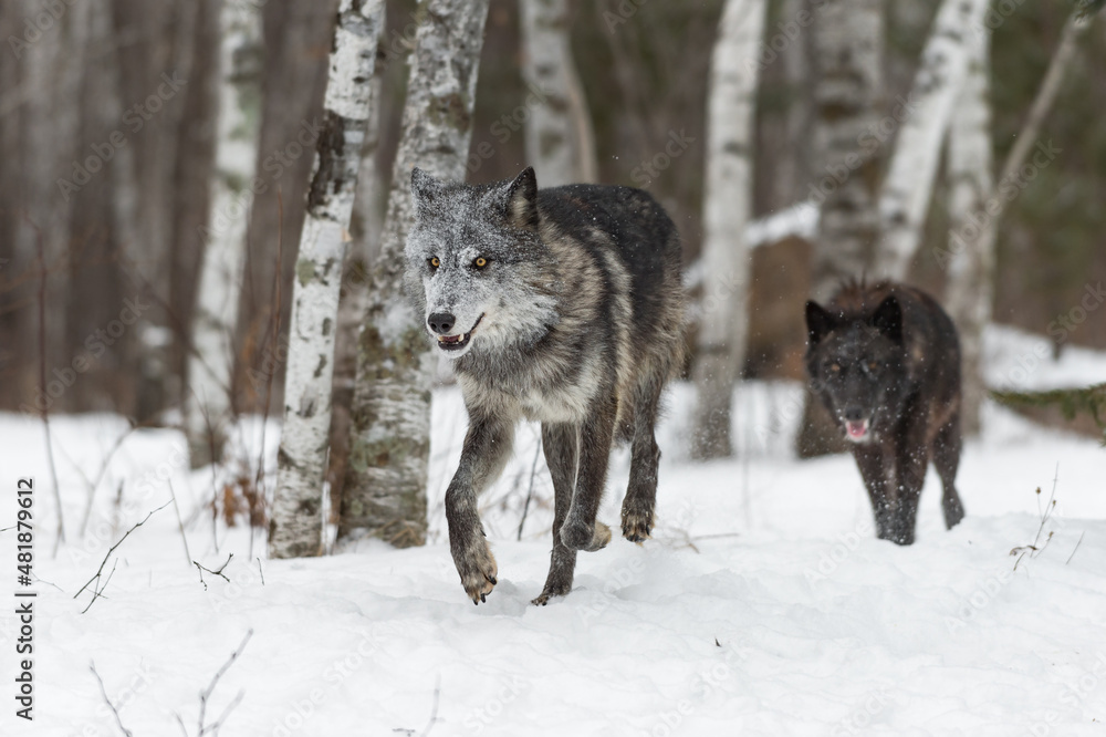 Naklejka premium Black Phase Grey Wolves (Canis lupus) Trot Forward From Woods Winter