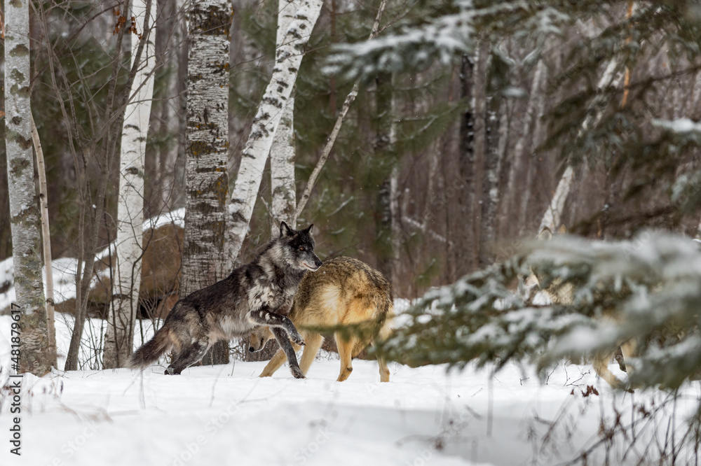 Black Phase Grey Wolf (Canis lupus) and Pack Run Through Woods Winter Black Phase Grey Wolf (Canis lupus) and Pack Run Through Woods Winter