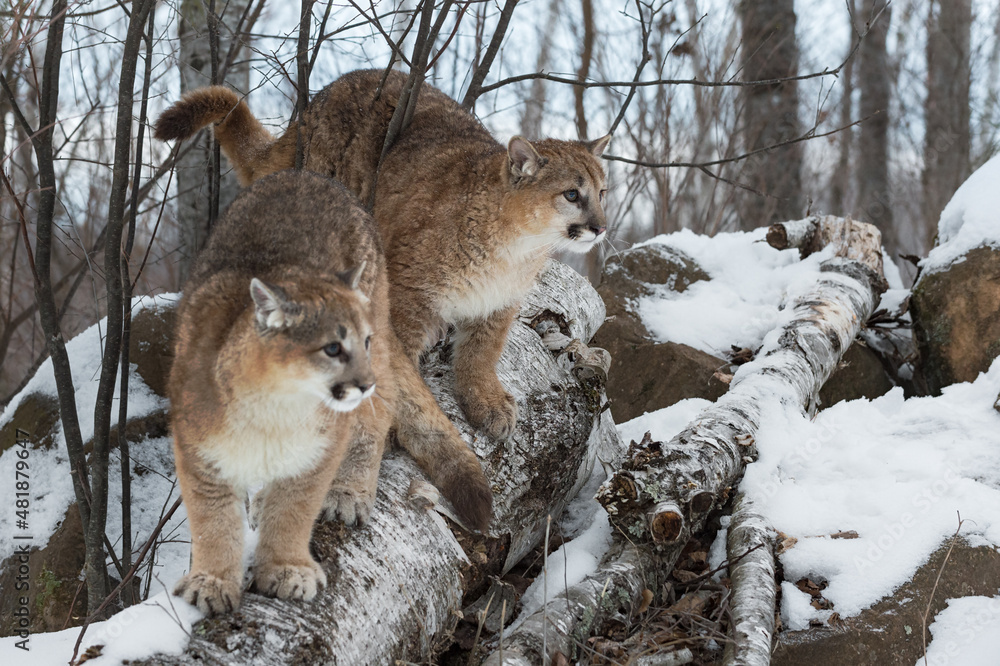 Obraz premium Female Cougars (Puma concolor) Look Out From ATop Trees Atop Rock Den Winter