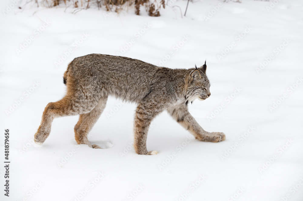 Canadian Lynx (Lynx canadensis) Trots Right Through Snow Eyes Closed Winter
