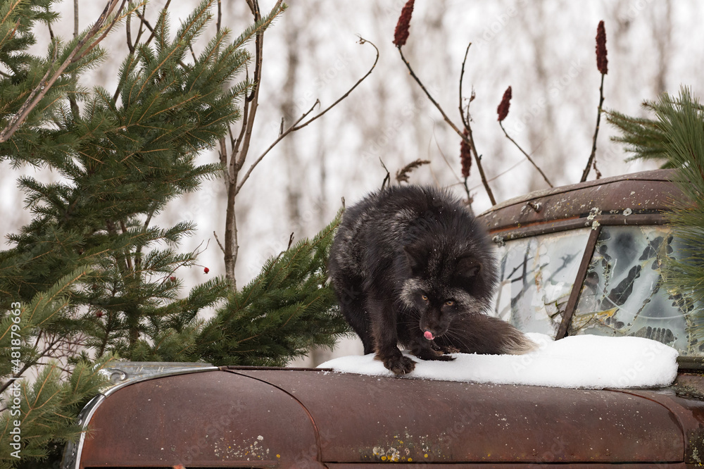 Silver Fox (Vulpes vulpes) Stands on Hood of Old Truck Winter