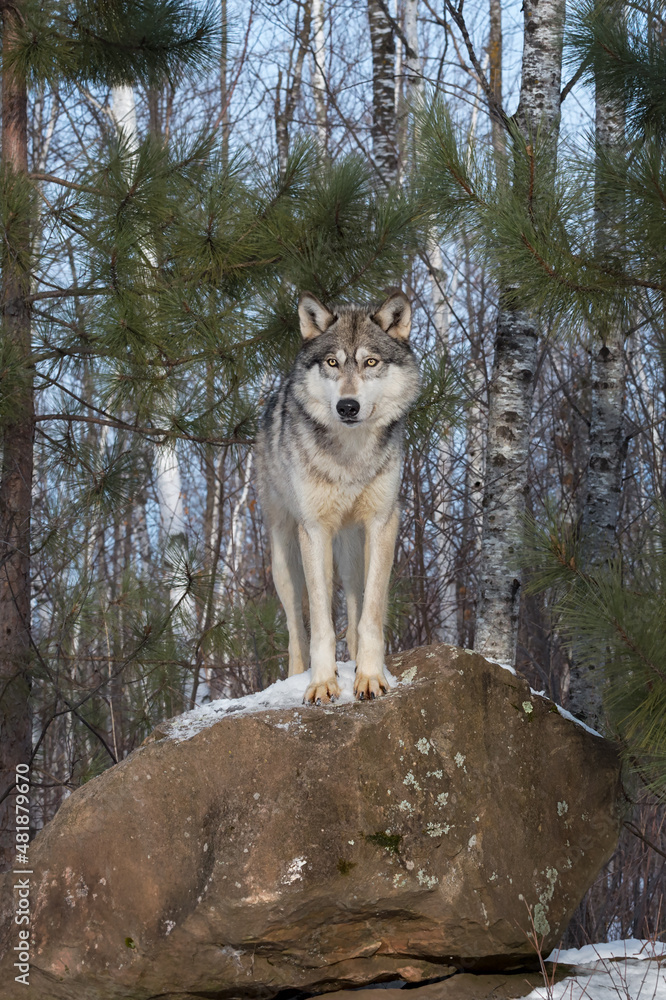 Obraz premium Grey Wolf (Canis lupus) Stares Out From Atop Rock Winter
