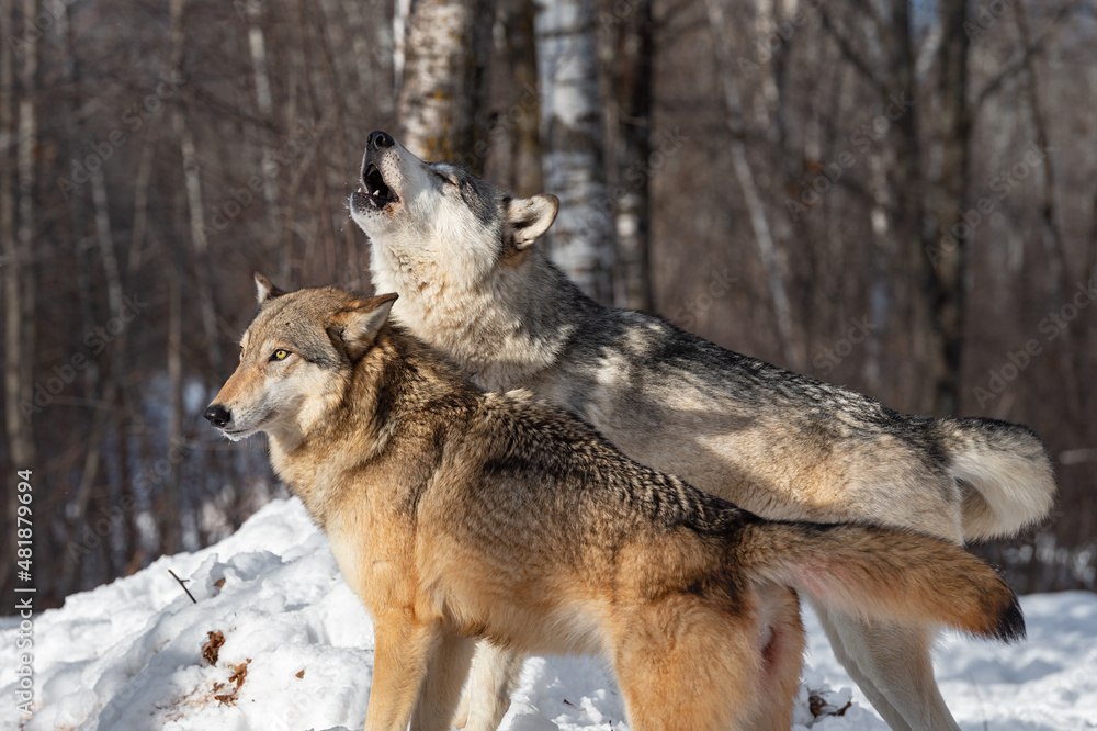 Grey Wolf (Canis lupus) Stands Next to Packmate Howling Winter