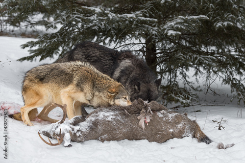 Black Phase and Grey Wolf (Canis lupus) at White-Tail Deer Carcass Winter © hkuchera