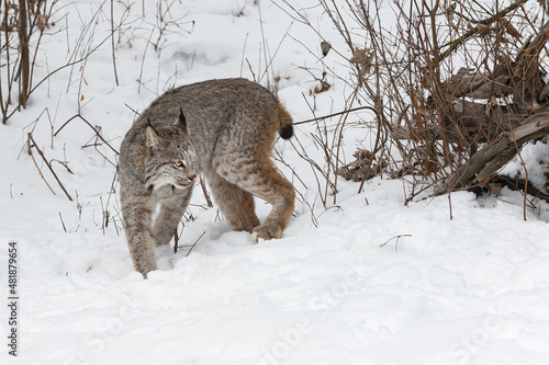 Canadian Lynx (Lynx canadensis) Turns to Right in Snow Winter