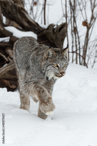 Canadian Lynx (Lynx canadensis) Steps Forward Paw Up Winter
