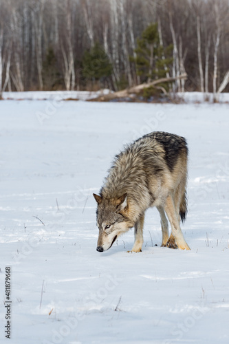 Grey Wolf (Canis lupus) Nose to Ground in Snowy Field Winter © hkuchera