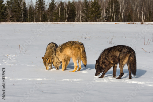 Trio of Grey Wolves (Canis lupus) Sniff Together in Field Winter