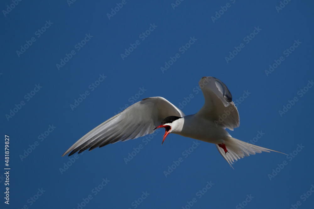 Fototapeta premium Flußseeschwalbe (Sterna hirundo)