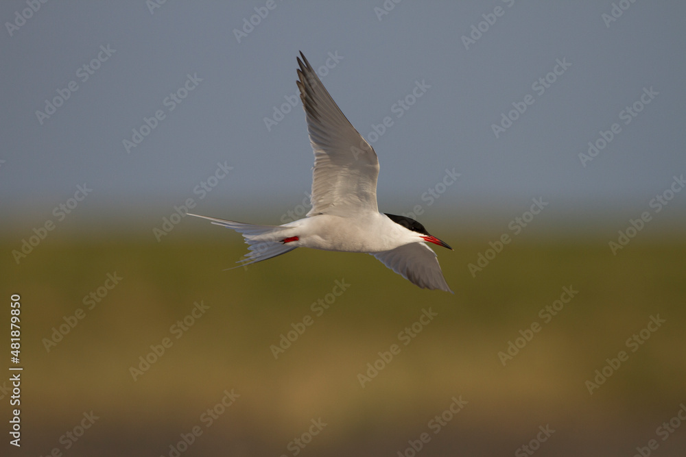Flußseeschwalbe (Sterna hirundo) Flußseeschwalbe (Sterna hirundo)