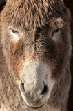 The donkey is an ordinary gray. Donkey. Equus asinus. Cute donkey. The donkey from Shrek.