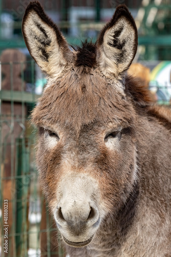 The donkey is an ordinary gray. Donkey. Equus asinus. Cute donkey. The donkey from Shrek.