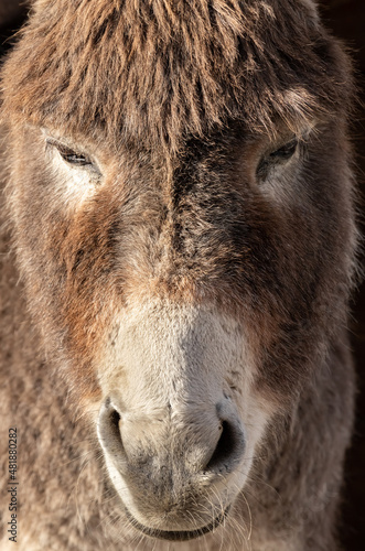 Wallpaper Mural The donkey is an ordinary gray. Donkey. Equus asinus. Cute donkey. The donkey from Shrek. Torontodigital.ca