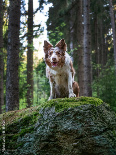 Border Collie dog in the forest © Lucie