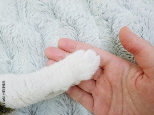 The white paw of a cat lies on the palm of a person. Animal and human relations. Light colors .