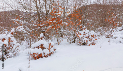 Trees and bushes covered wi...
