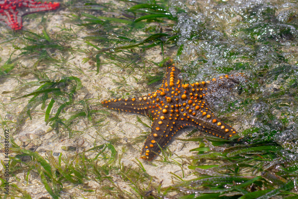 Live starfish lies surrounded by algae on the ocean floor at low tide