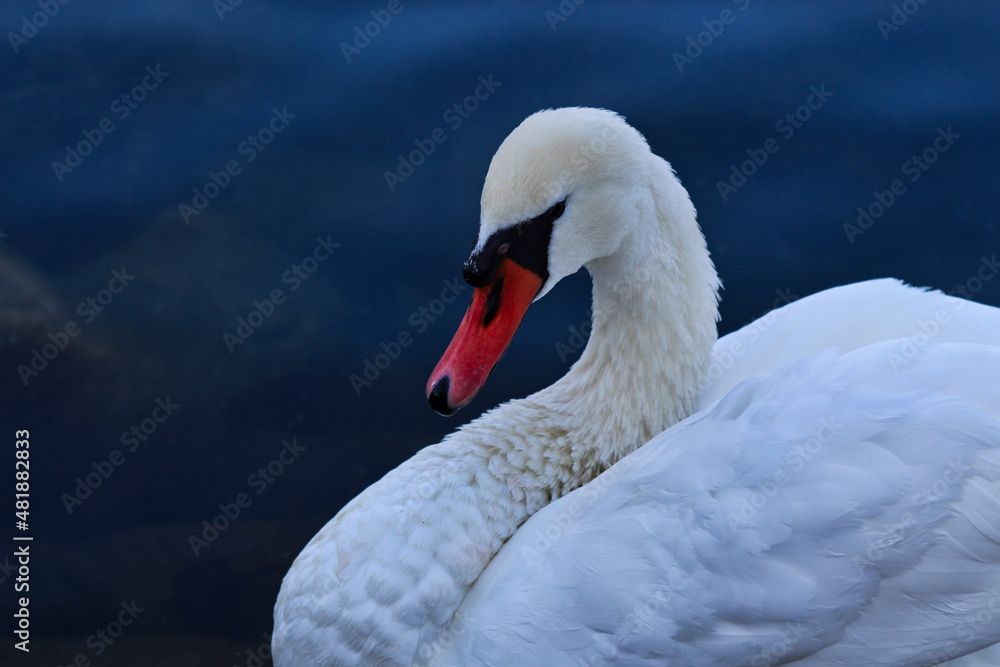 Fototapeta premium White swan in water