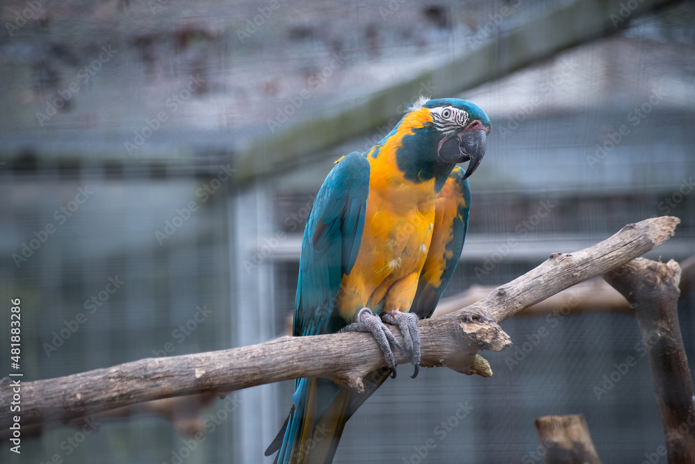 Obraz premium portrait of colorful parakeet perched on tree branch