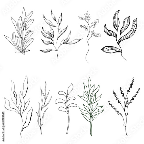 Set contour plants drawn in ink cut out on a white background. Vector black and white botanical sketch.