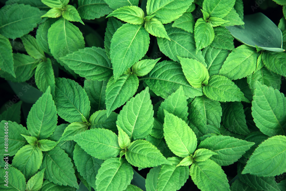 Abstract background of green mint leaves Abstract background of green mint leaves