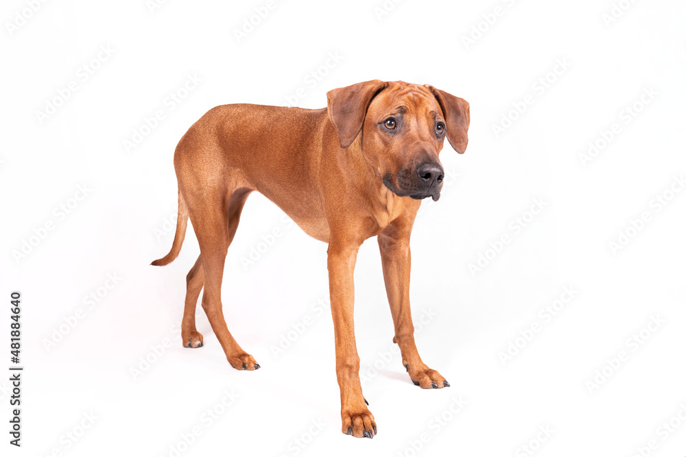 neugieriger Hund steht auf hellem Hintergrund neugieriger Hund steht auf hellem Hintergrund