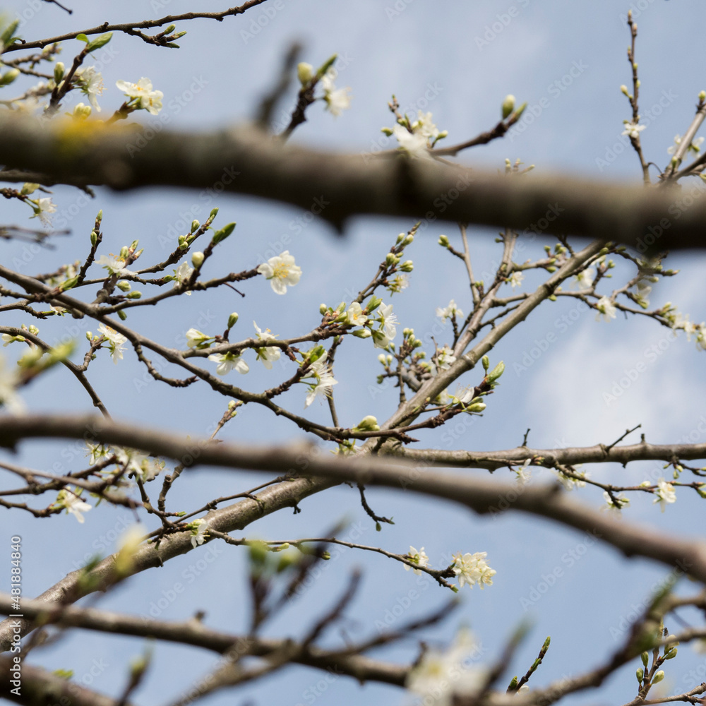 Blooming branches Blooming branches