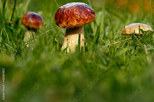 Porcini mushrooms grow in green grass. Mushroom picking.