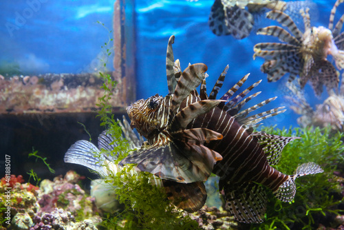 Lionfish (dendrochirus zebra), fish in an aquarium, blurred background  © IvSky