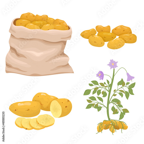Potato Flat Icon Set