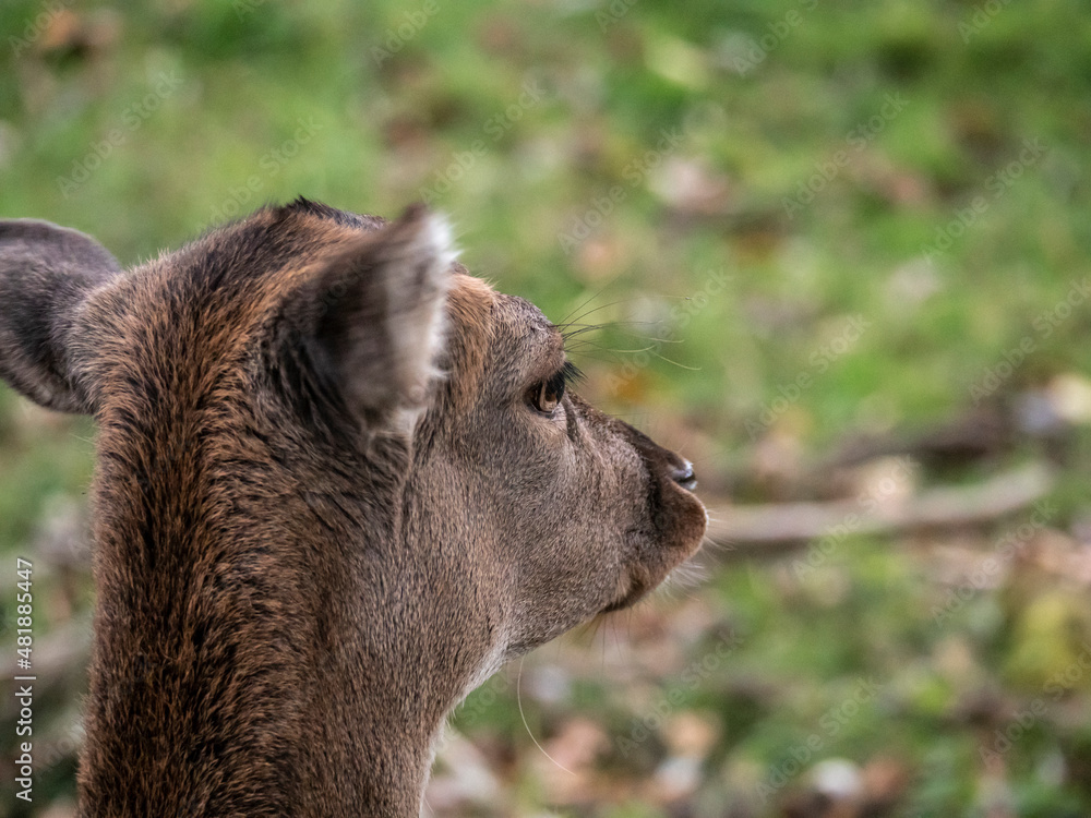 Obraz premium portrait of a deer in the meadow
