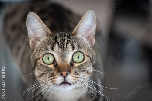Wide Eyed Cat with Green Eyes Looking at Camera