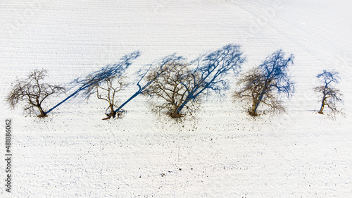 Aerial picture of four trees with their shadows on a white winter field in the Black Forest