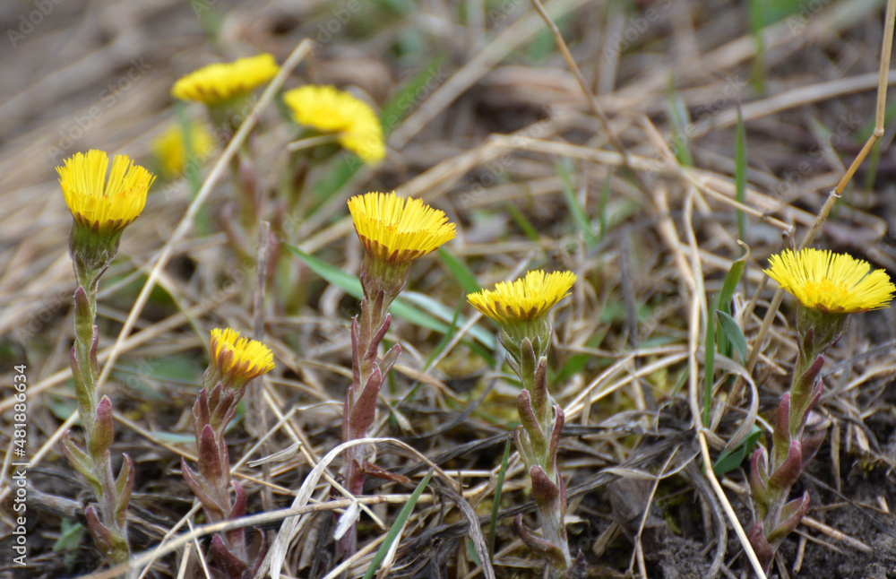 In nature, bloom early spring plant coltsfoot (Tussilago farfara) In nature, bloom early spring plant coltsfoot (Tussilago farfara)