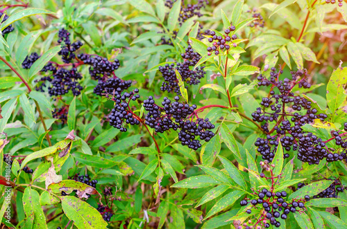 Black elderberry in the field. Pest-damaged leaves. Problems of gardening.