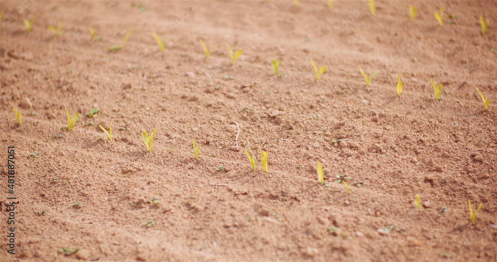 Agriculture - Close up of Young Corn Growing on Farm Agriculture - Close up of Young Corn Growing on Farm