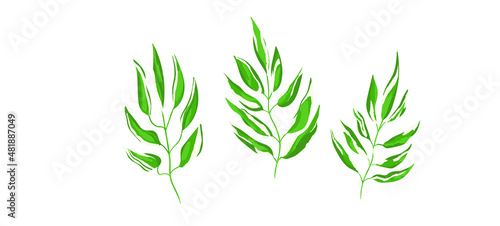 Floral set hand drawn green color leaves. Cute isolated elements. Clip art for stationery  web design. Modern floral compositions. Vector illustration