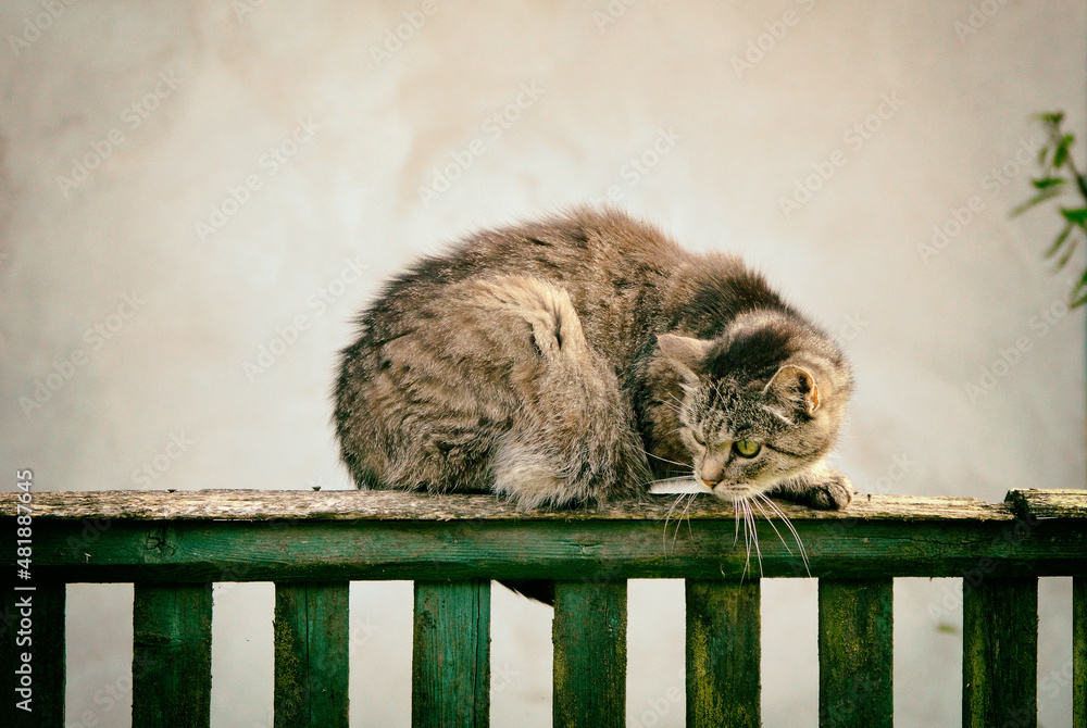 Obraz premium Cat on a fence, domestic animals, security